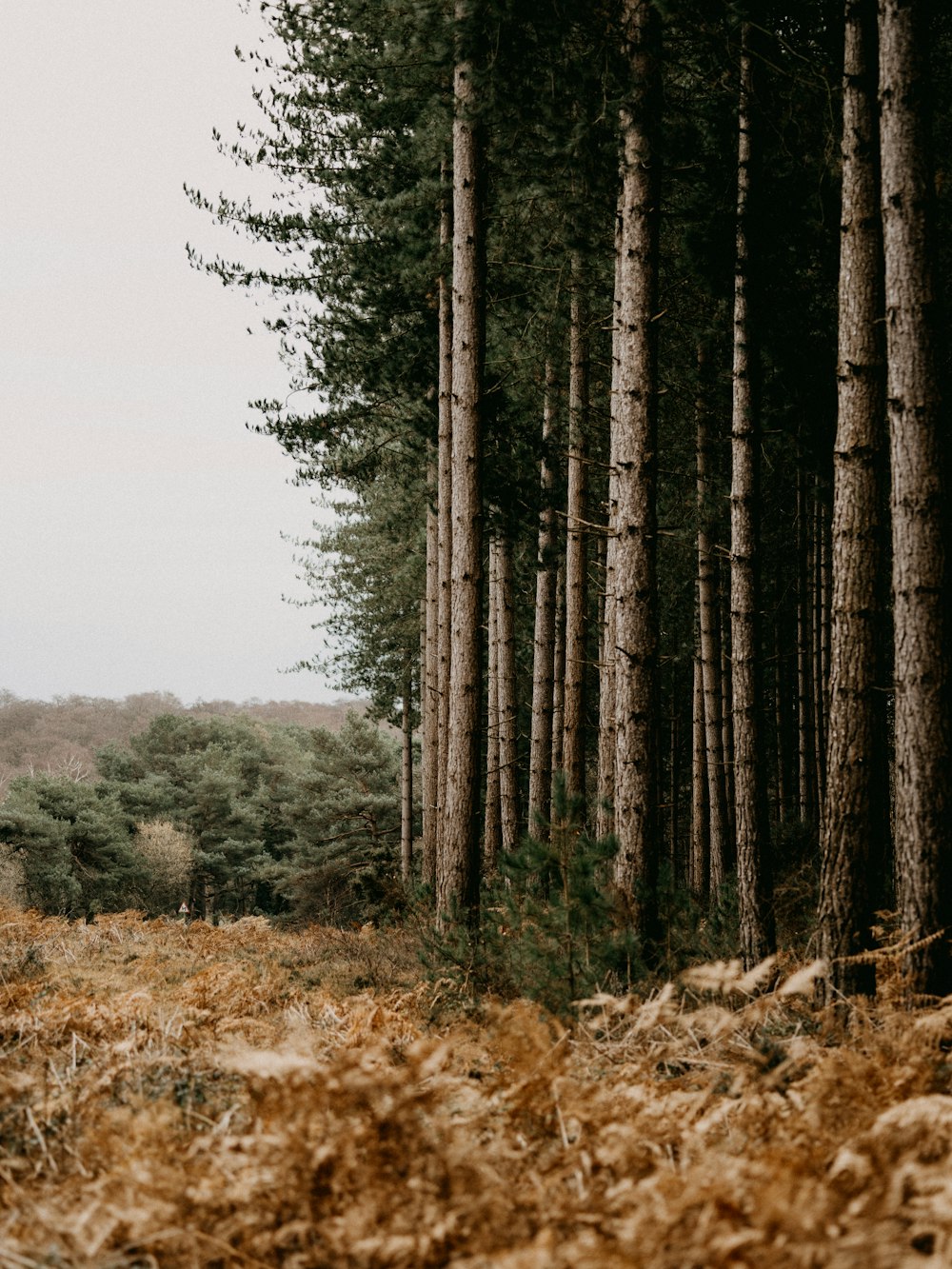 brown trees on brown grass field during daytime