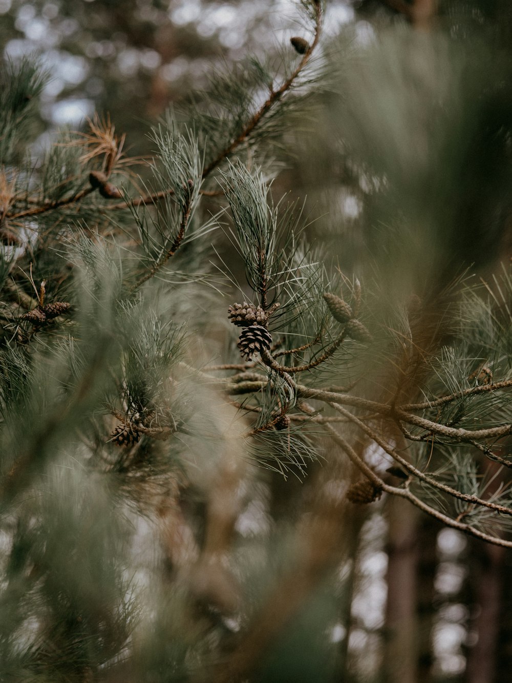 green plant in tilt shift lens