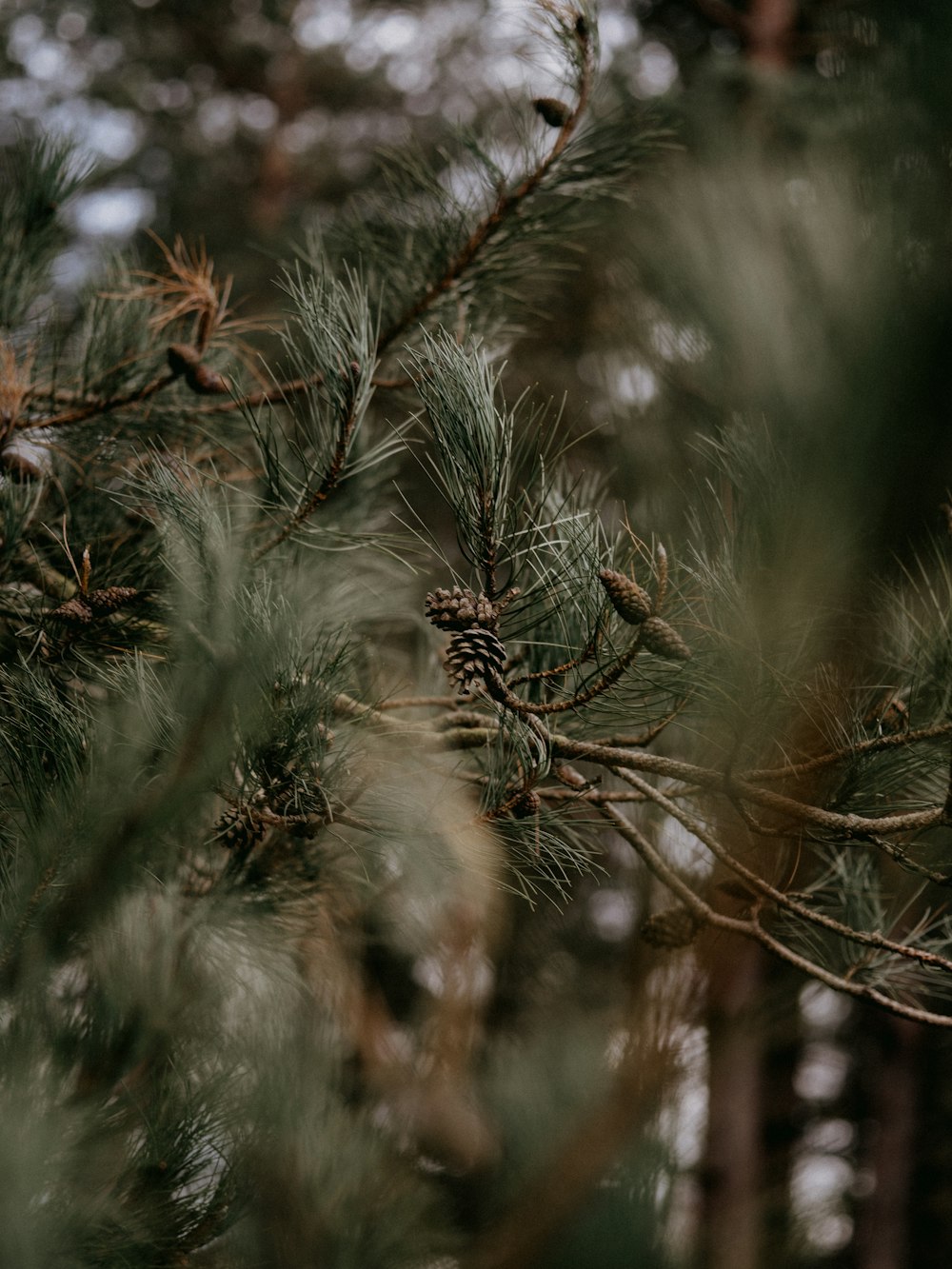 green plant in close up photography