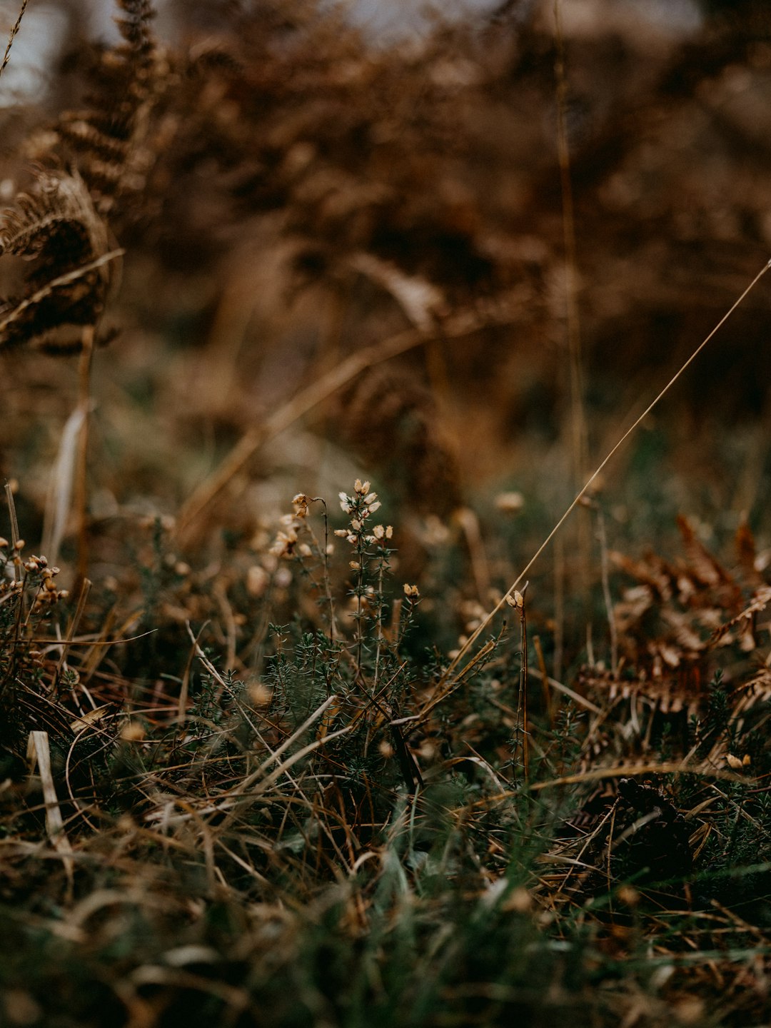 brown grass in tilt shift lens