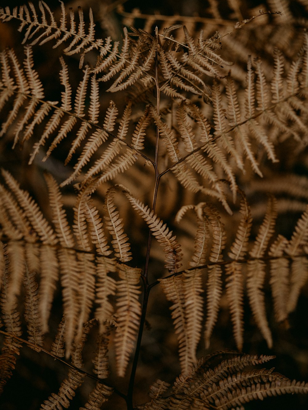 接写の茶色の植物