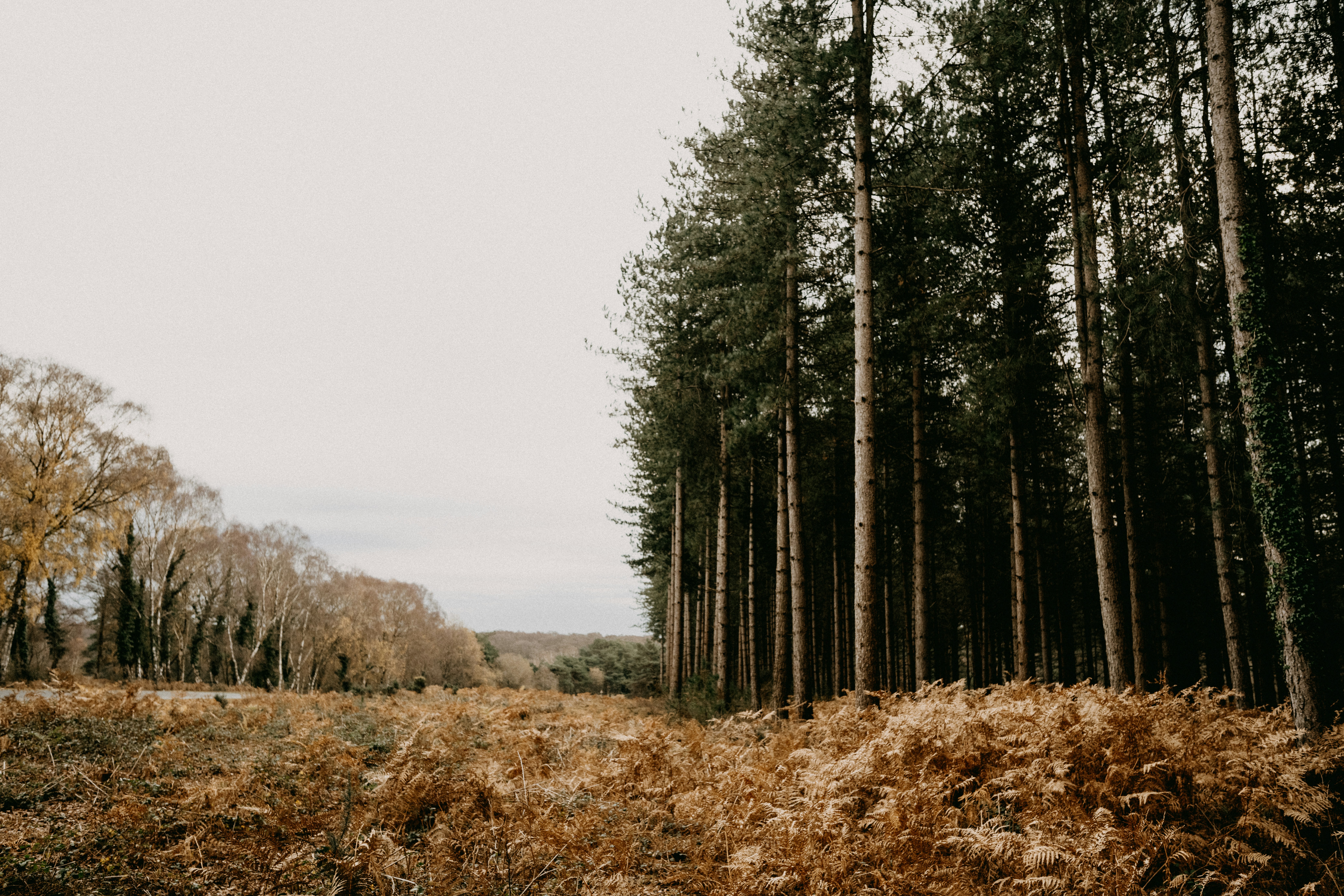 Photo by anniespratt