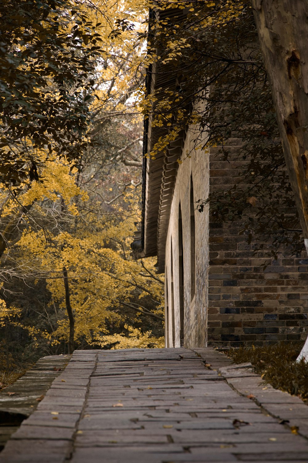 brown wooden pathway between brown brick wall and trees