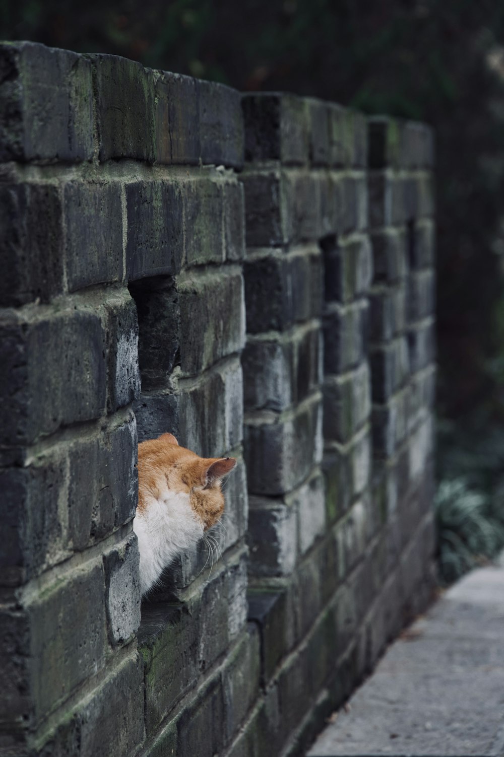 orange and white cat on gray concrete wall