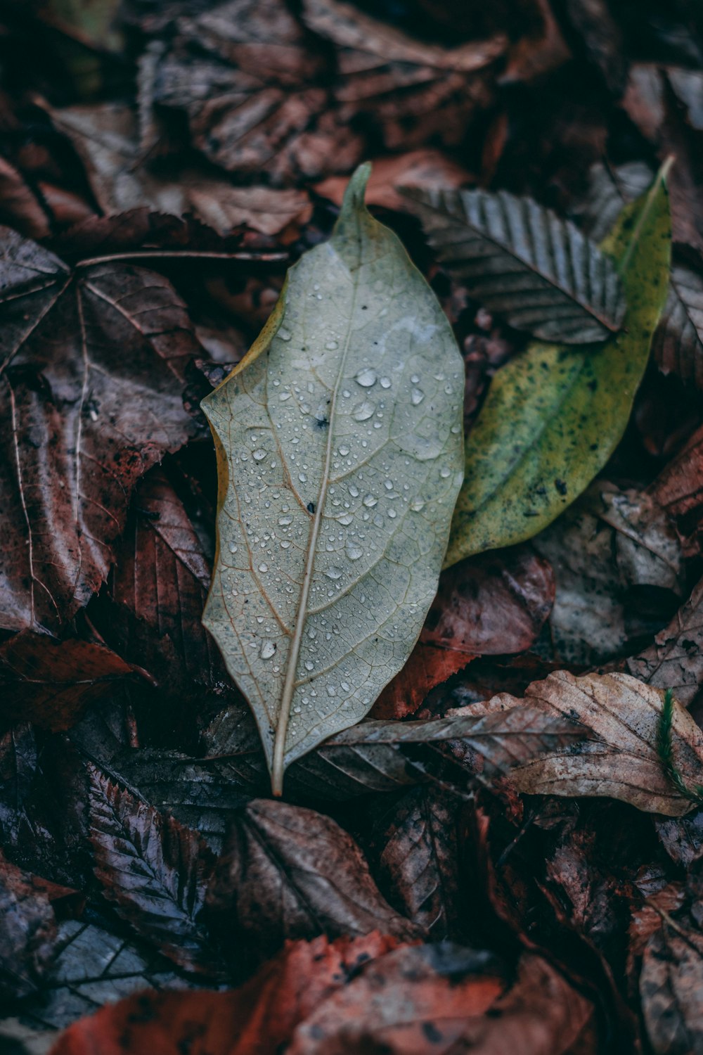 green leaf on brown dried leaves