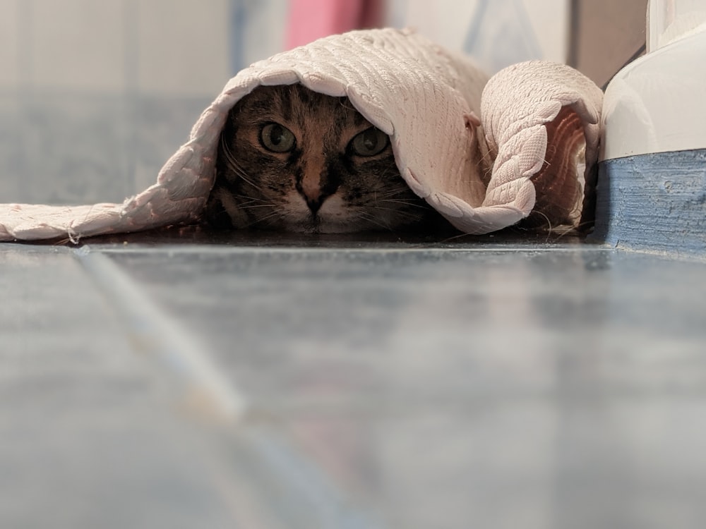 brown tabby cat covered with white blanket