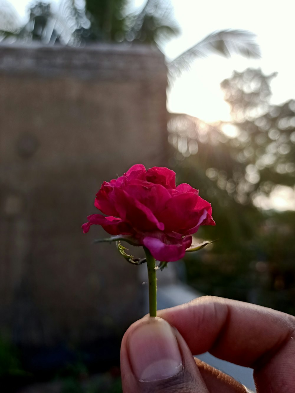 person holding pink rose in close up photography