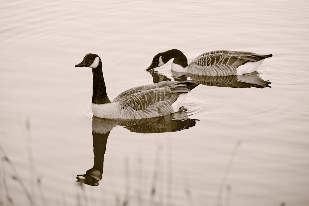 two black and white geese on water during daytime