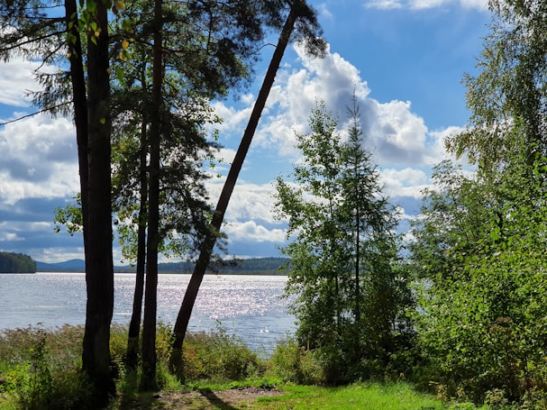 Trees are positioned in the foreground with a view of a serene lake in the background. Fluffy clouds scatter across a bright blue sky, while sunlight reflects off the water's surface. Lush green vegetation surrounds the area, creating a peaceful, natural atmosphere.