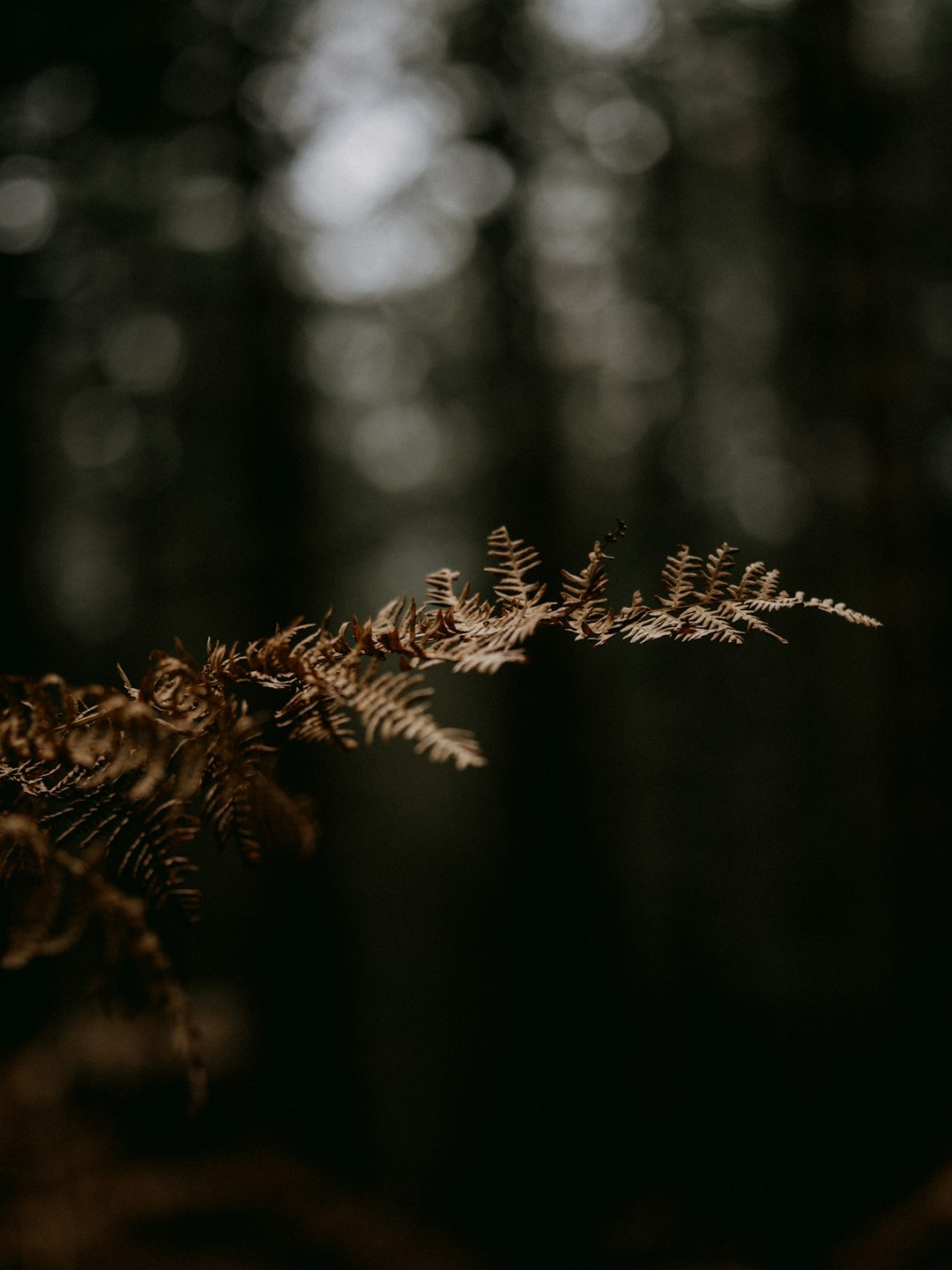 brown plant in tilt shift lens