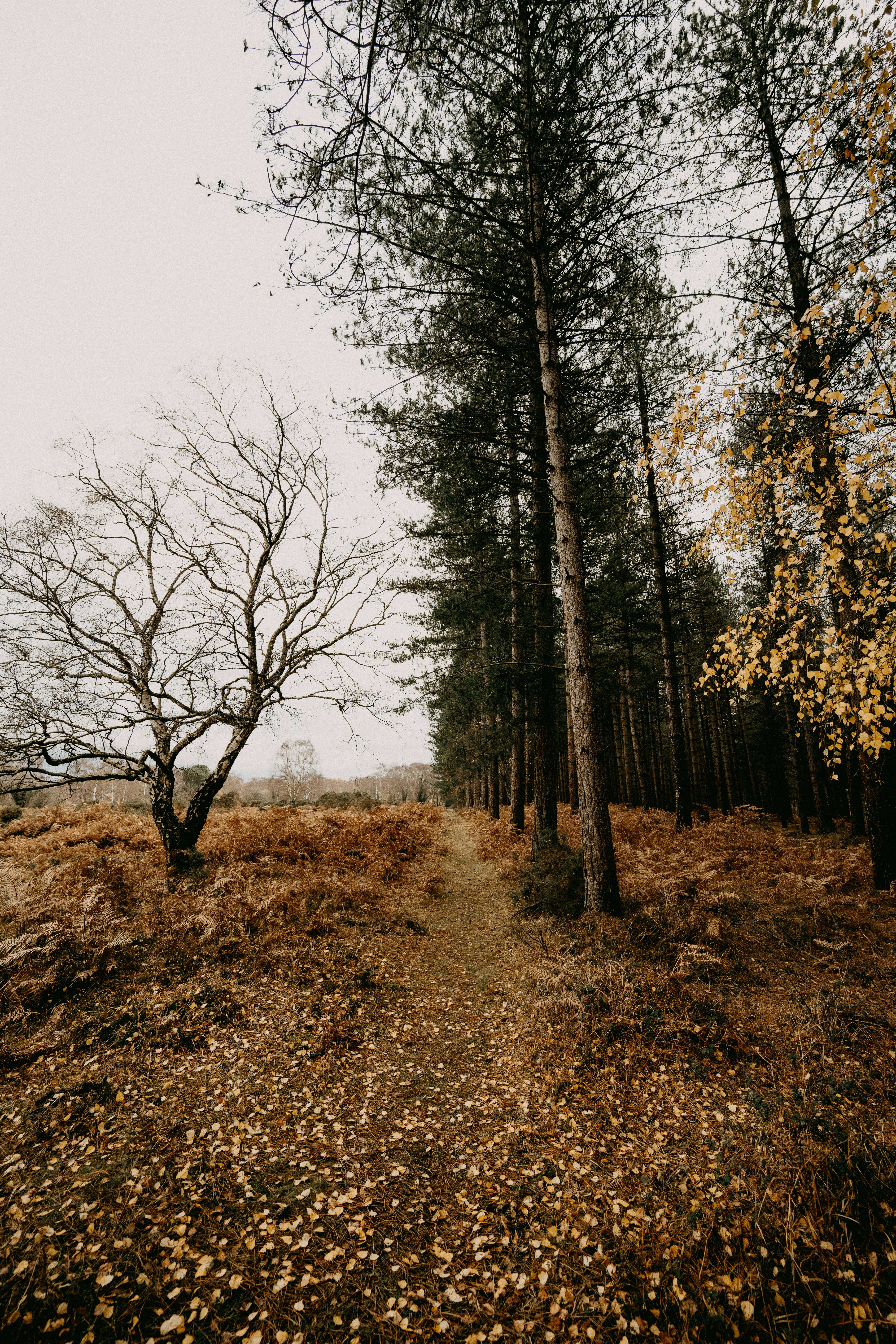 Photo by anniespratt