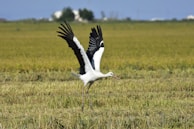 white stork on green grass field during daytime