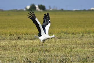 white stork on green grass field during daytime