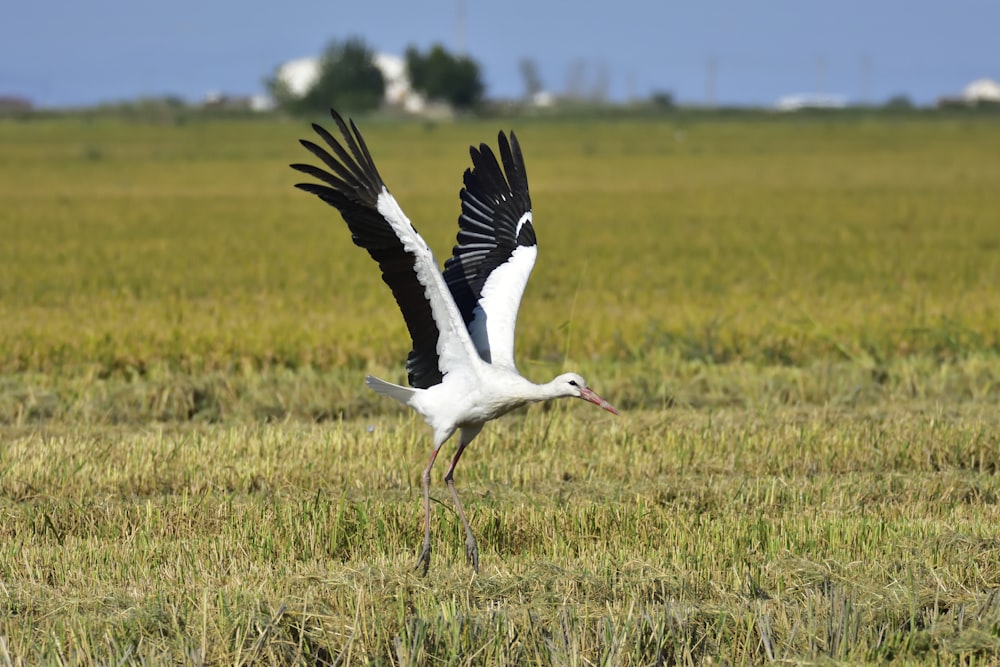 white stork on green grass field during daytime