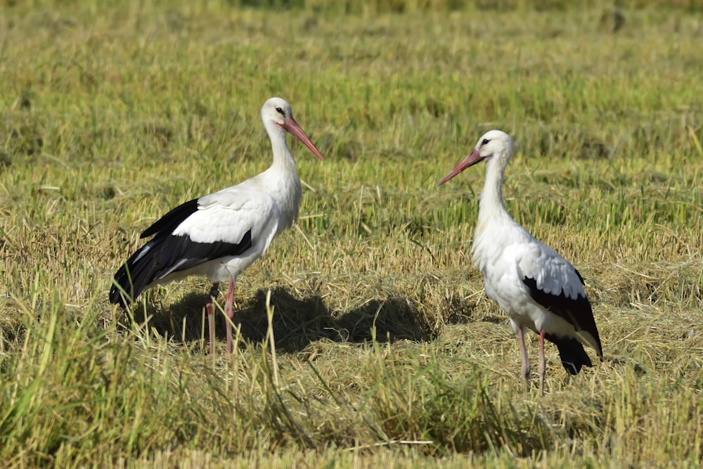 white stork on green grass field during daytime