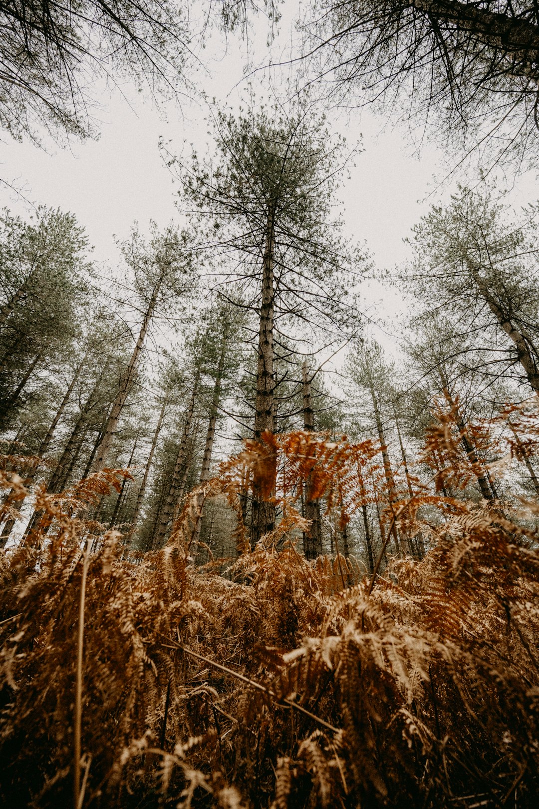 brown trees under white sky during daytime