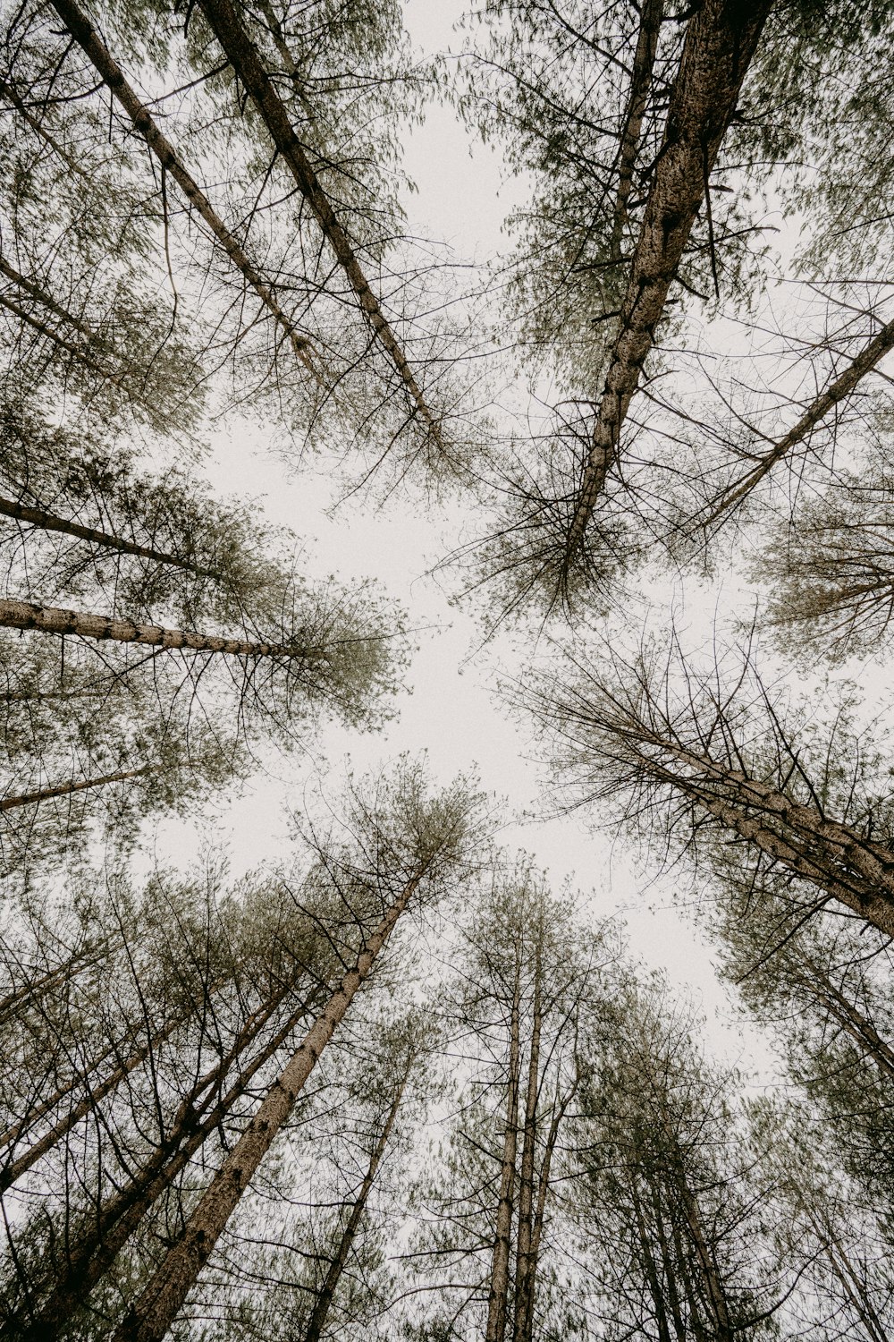 low angle photography of leafless trees