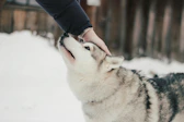 Récompenser son chien pour préparer une séance d'ostéopathie animale