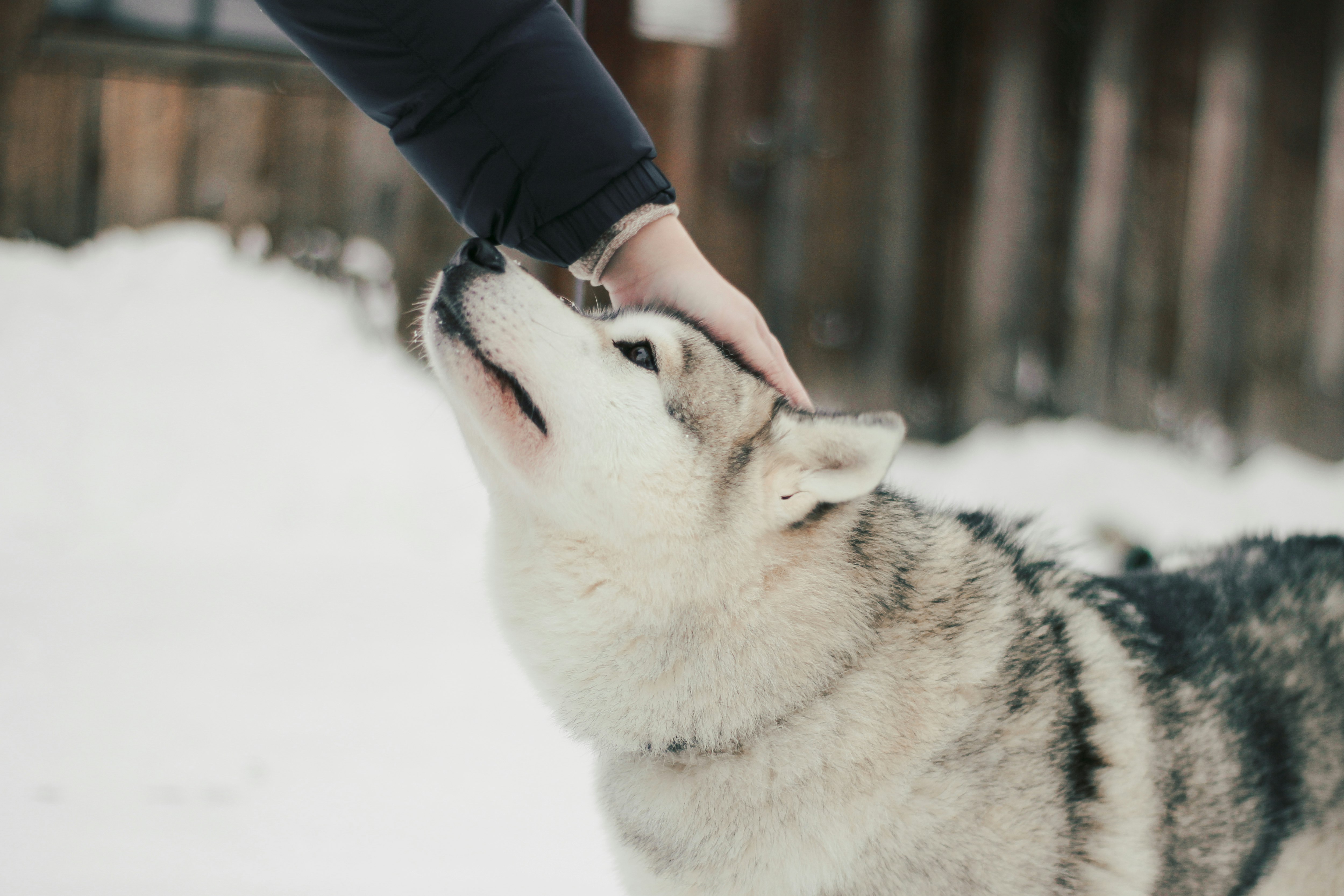 person in black jacket holding white and black siberian husky on snow covered ground during daytime