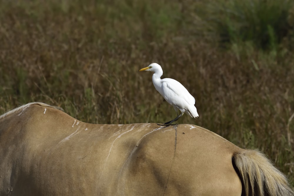 white bird on brown textile