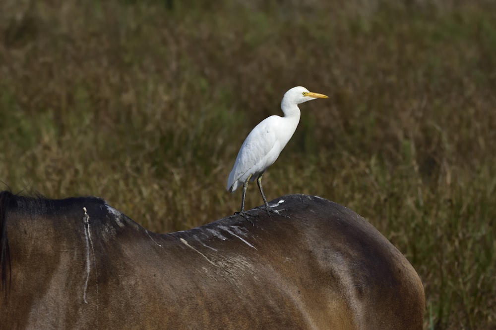 weißer Langschnabelvogel auf braunem Textil