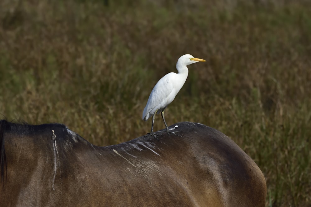 white long beak bird on brown textile
