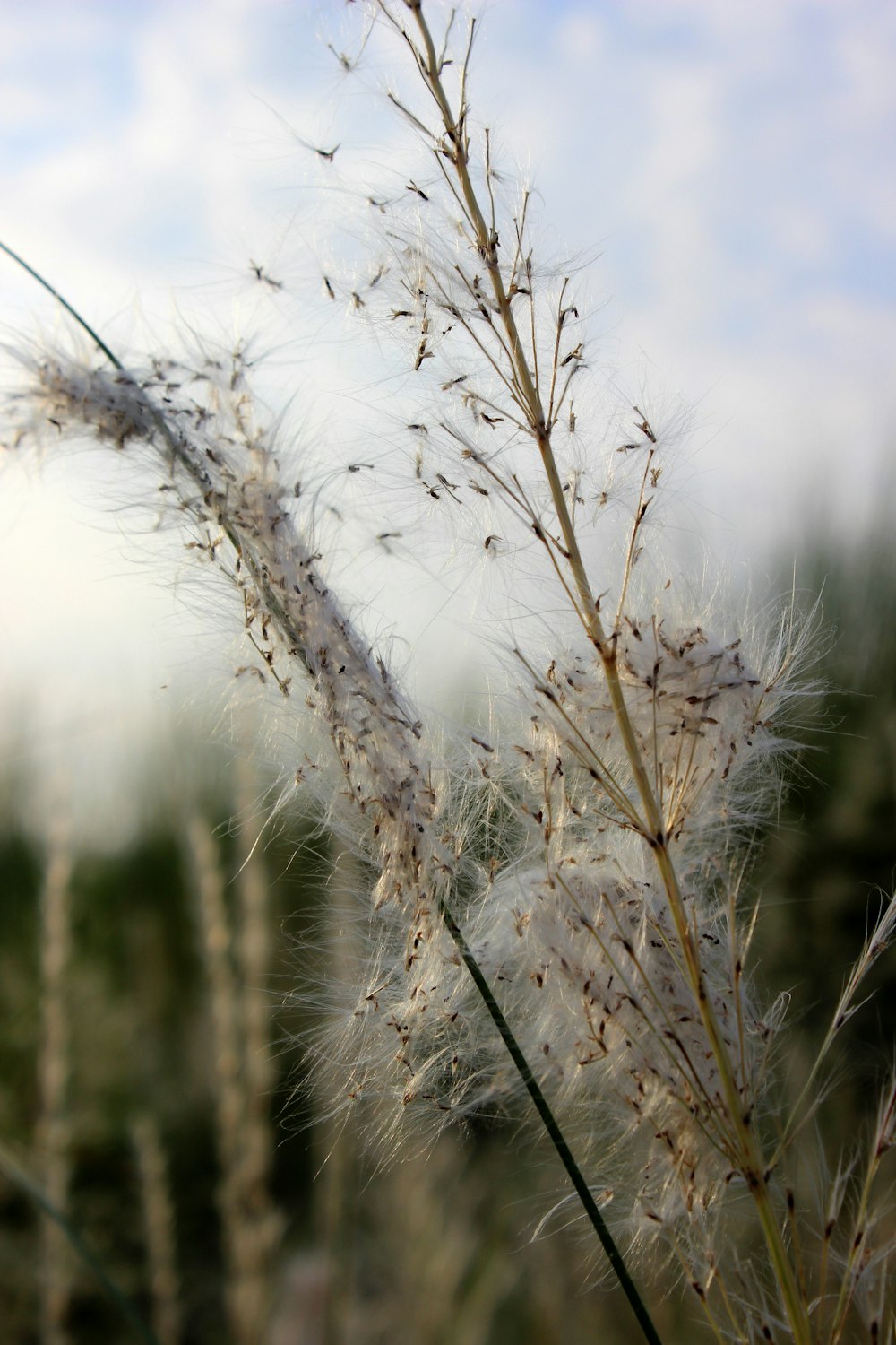 white and brown plant during daytime