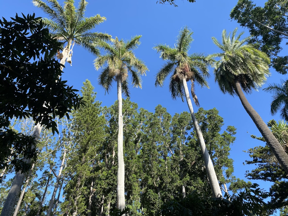 green palm trees under blue sky during daytime