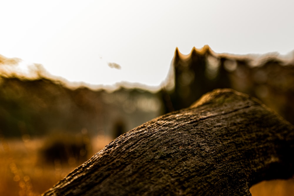 brown rock formation during daytime