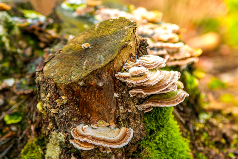 brown mushroom on green moss