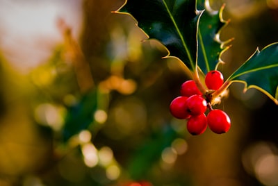 red round fruits on green leaf holly teams background