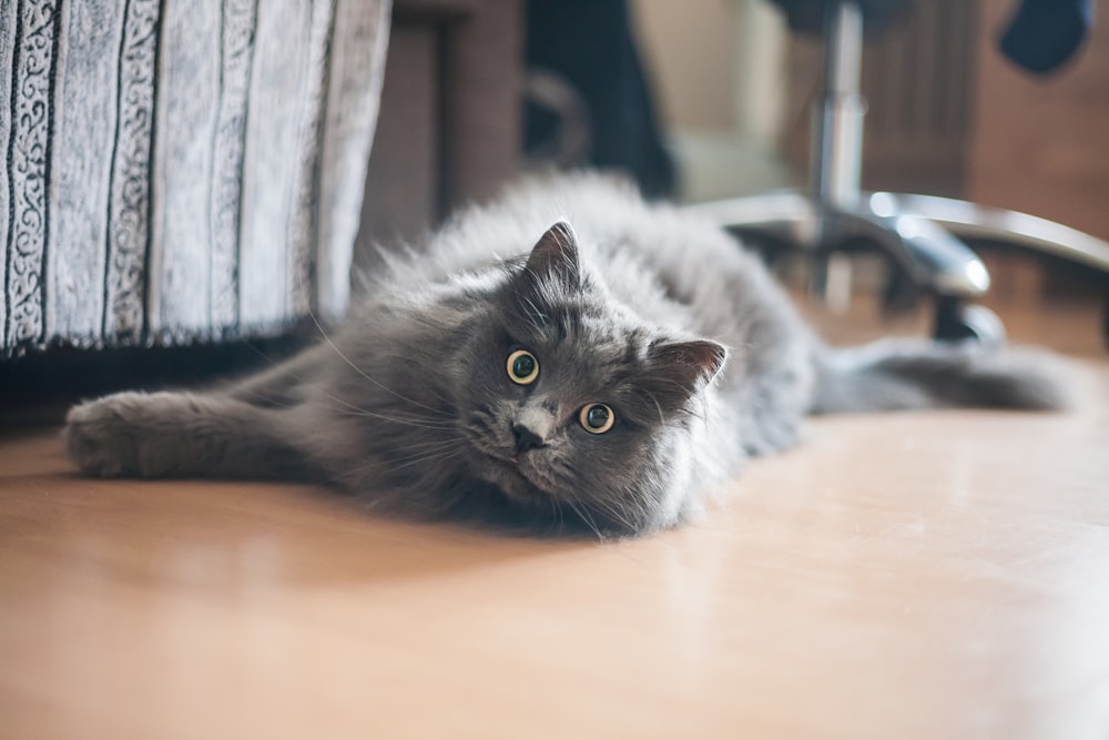 gray cat lying on floor