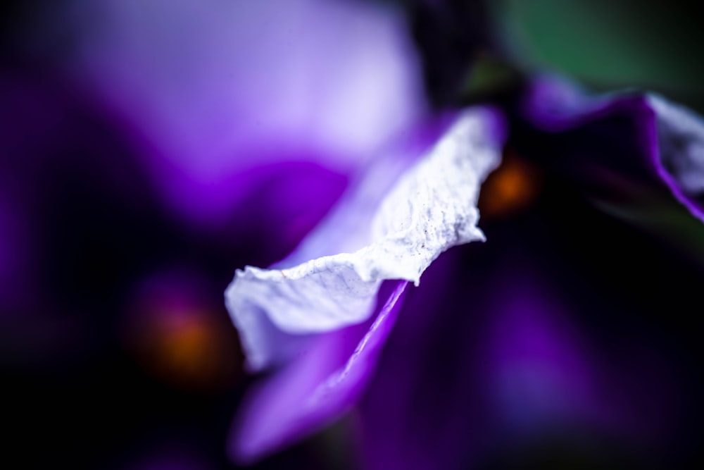 white and purple flower in close up photography