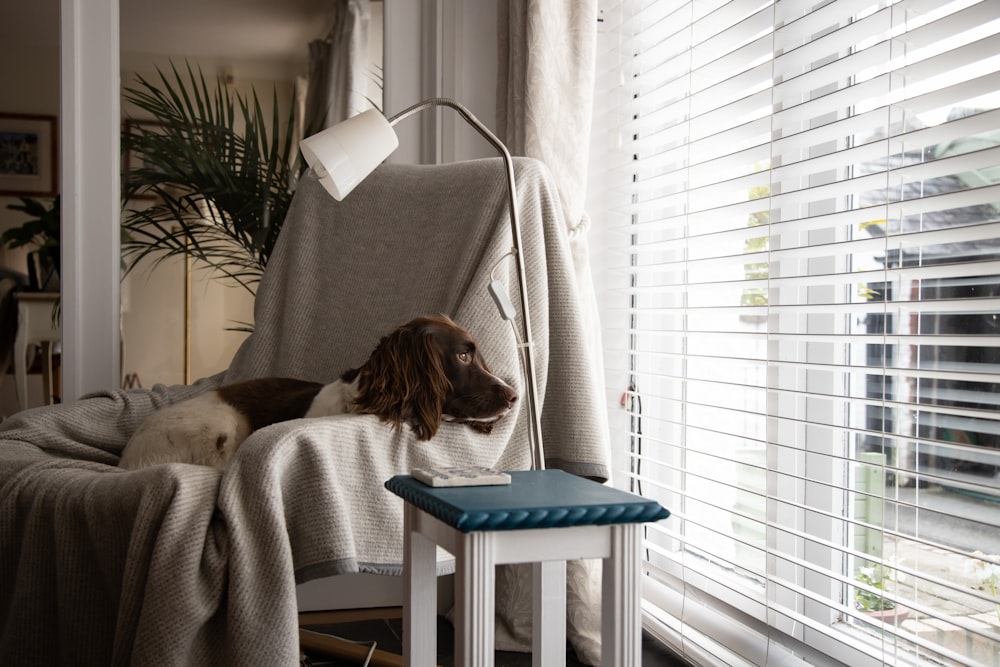 brown and white short coated dog on white and blue chair