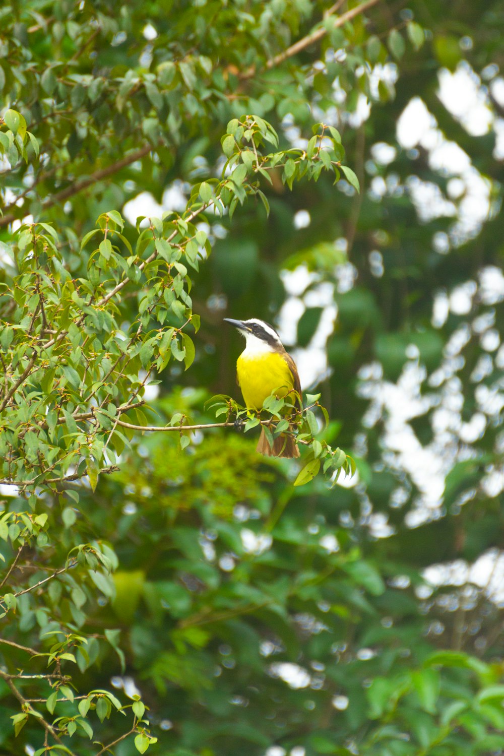 pájaro amarillo en la rama de un árbol durante el día