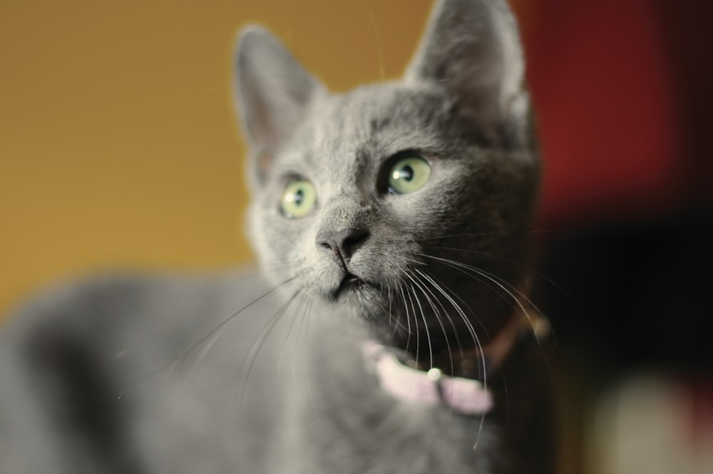 russian blue cat with white collar