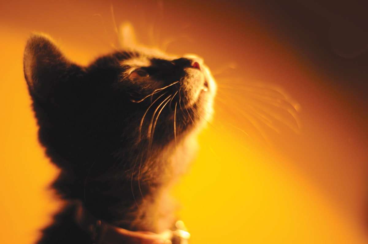 kitten looking up with orange to black background.