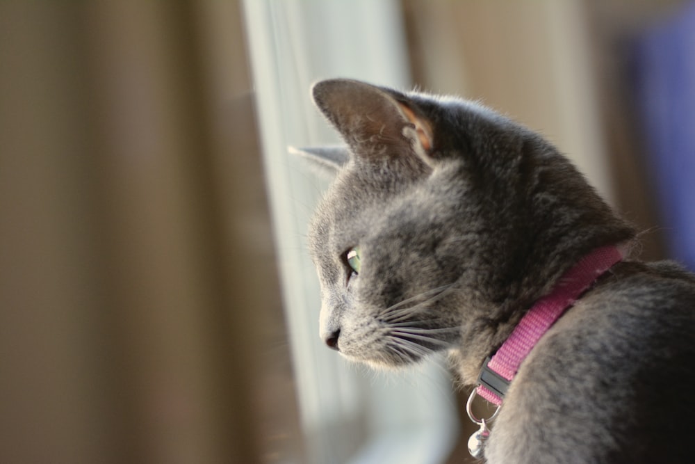 schwarze Katze mit rosa Halsband