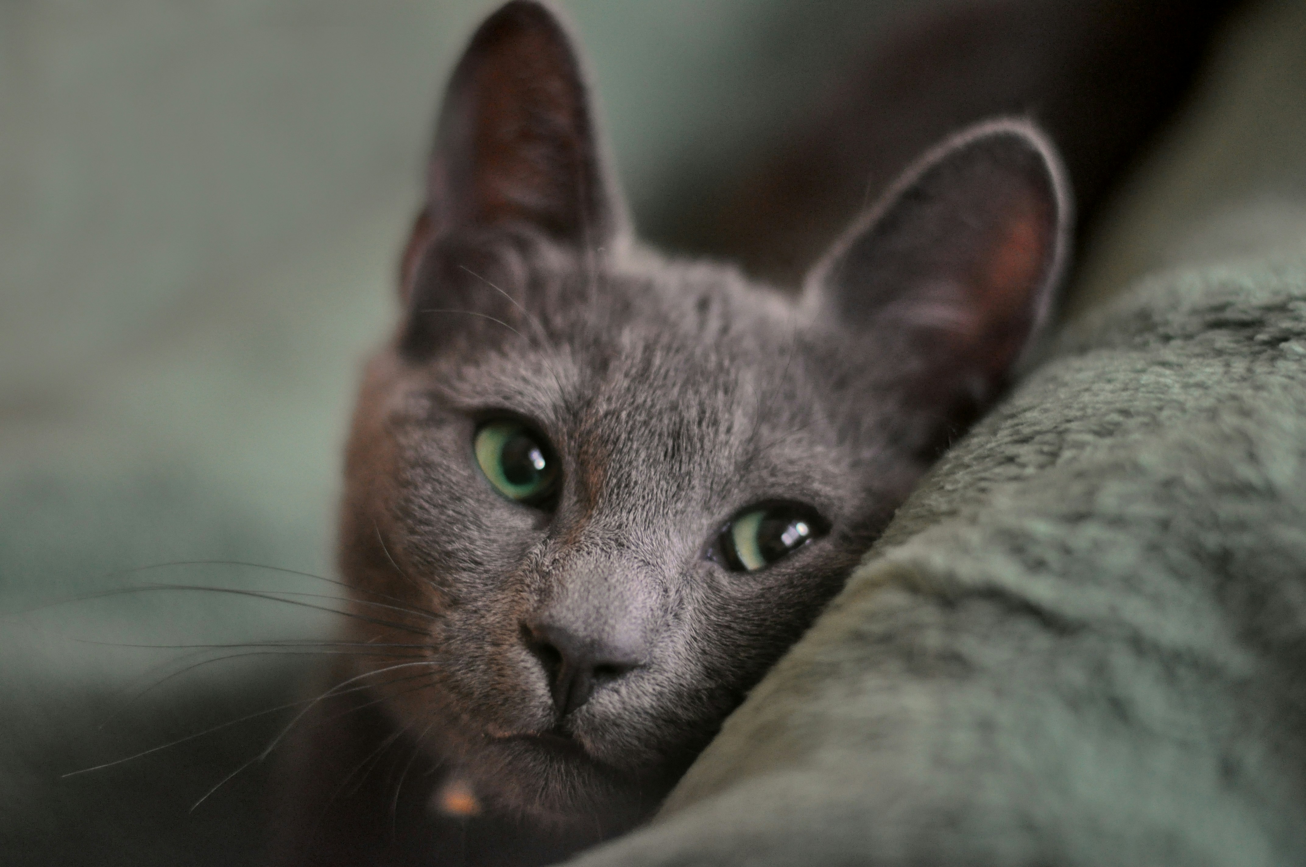 Russian Blue: The Cautious Thinker Who Needs Predictability (image credits: unsplash)