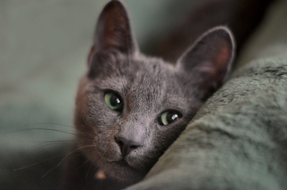 russian blue cat lying on gray textile