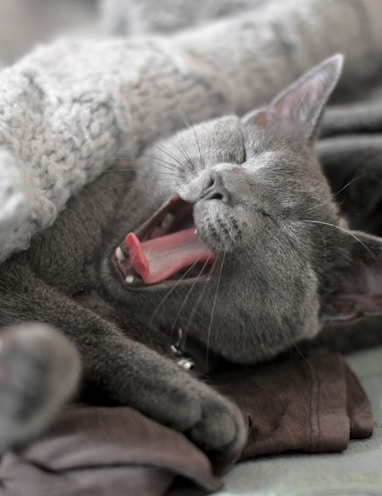 russian blue cat lying on brown leather textile