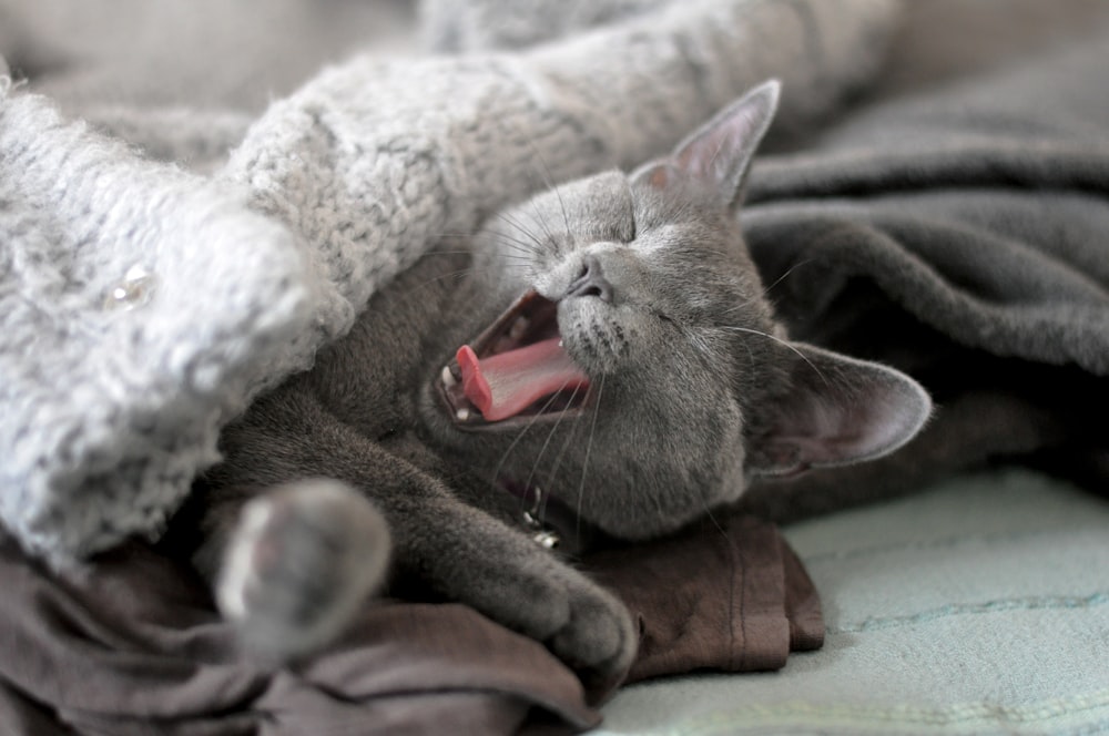 Russischblaue Katze liegt auf braunem Ledertextil