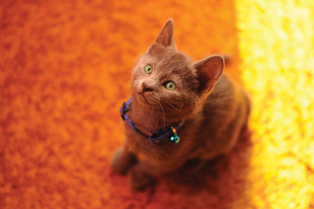 brown cat on brown textile