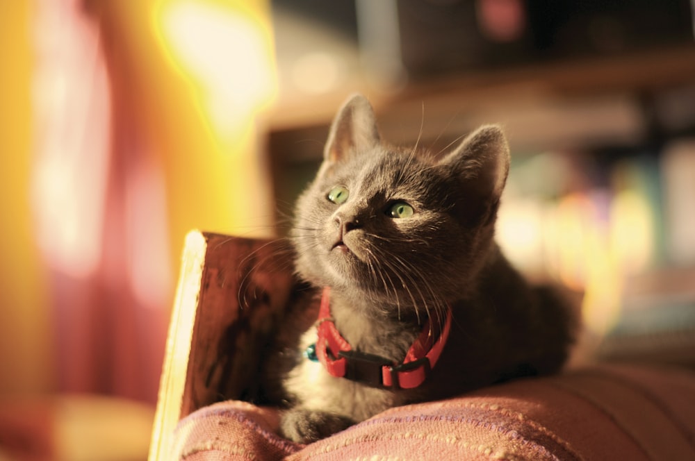 black cat on red textile