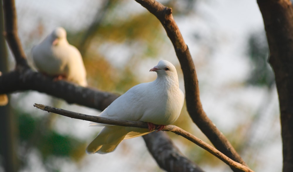 weißer Vogel auf braunem Ast