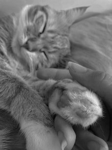A close-up view of a sleeping cat with its paw gently held by a human hand. The cat's fur appears soft and furry, while the person seems to be expressing affection through this interaction.