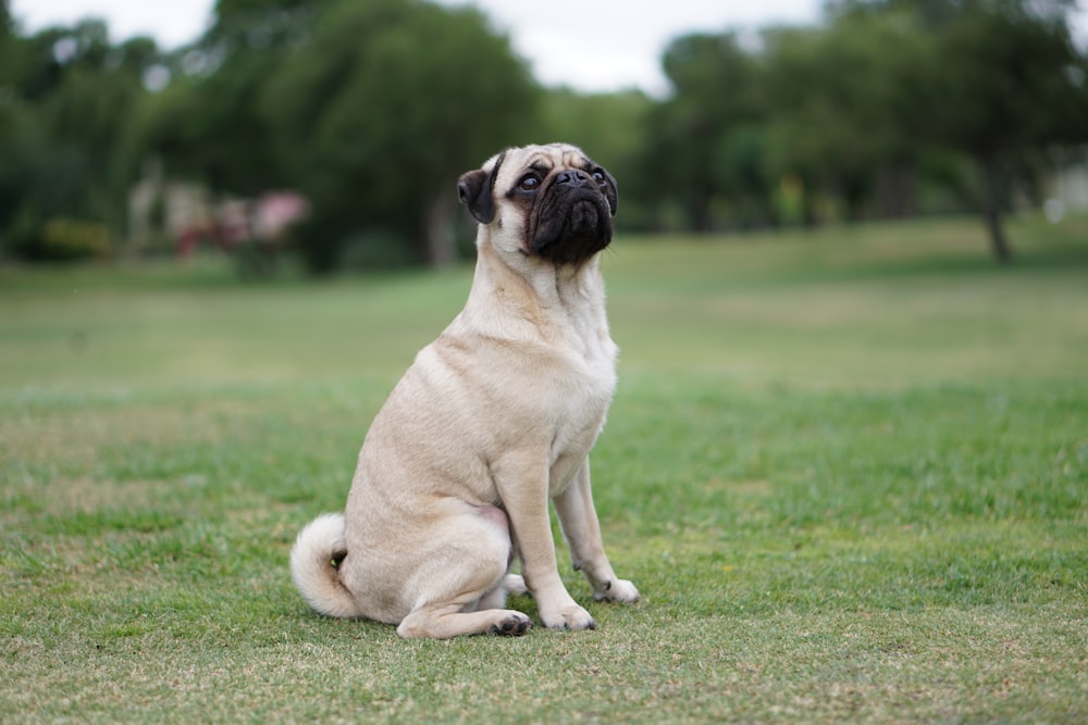 fawn pug on green grass field during daytime