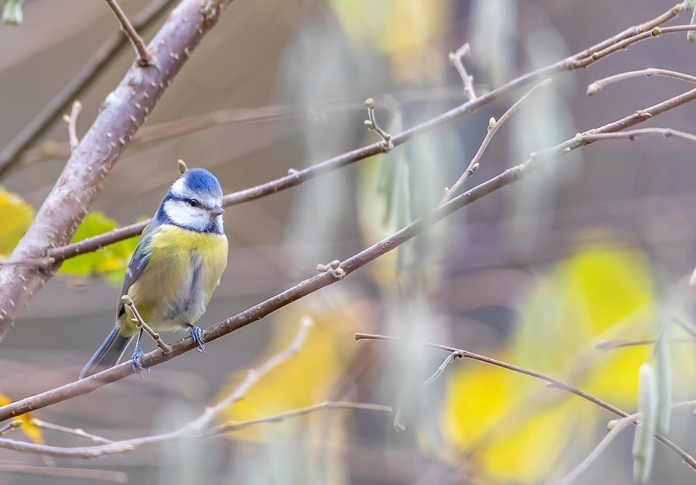 gelber und blauer Vogel auf braunem Ast