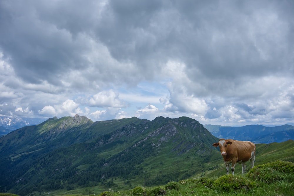 brown cow on green grass field near mountain under white clouds during daytime