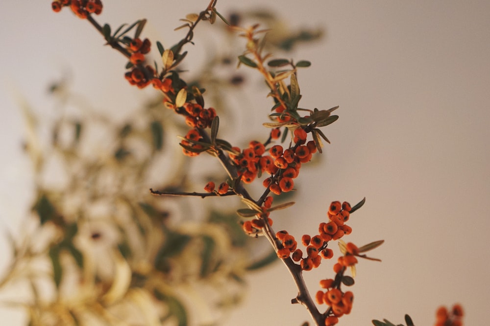 red round fruits on tree branch